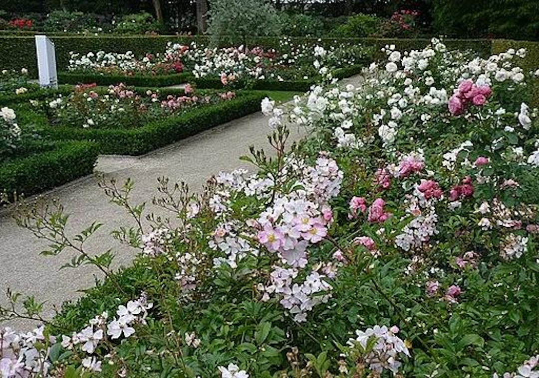 Kortrijk Rose Garden
